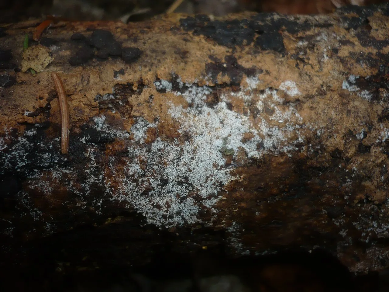 Botryobasidium candicans (Botryobasidium candicans) — photo mycologique