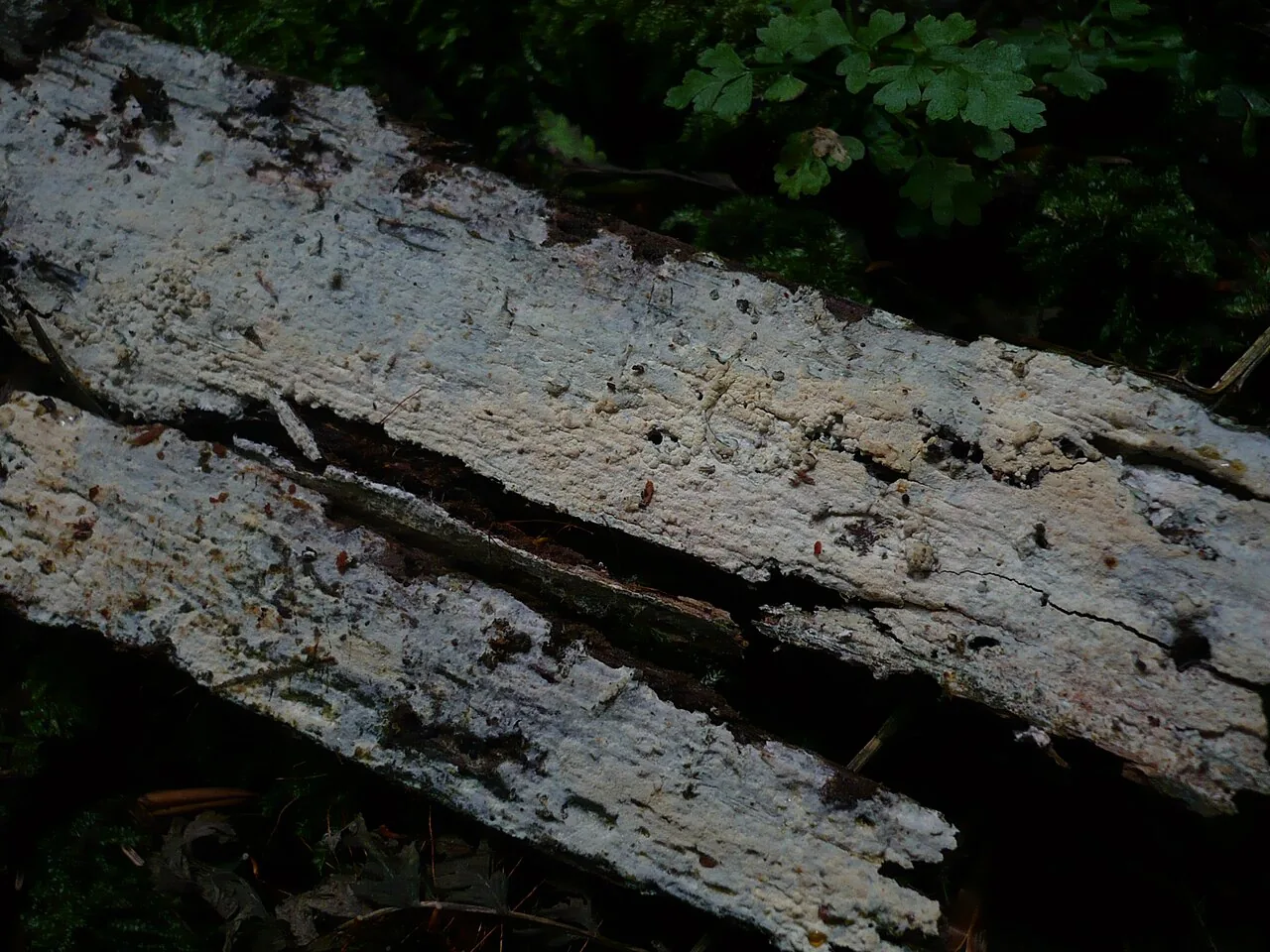 Botryobasidium danicum (Botryobasidium danicum) — photo mycologique