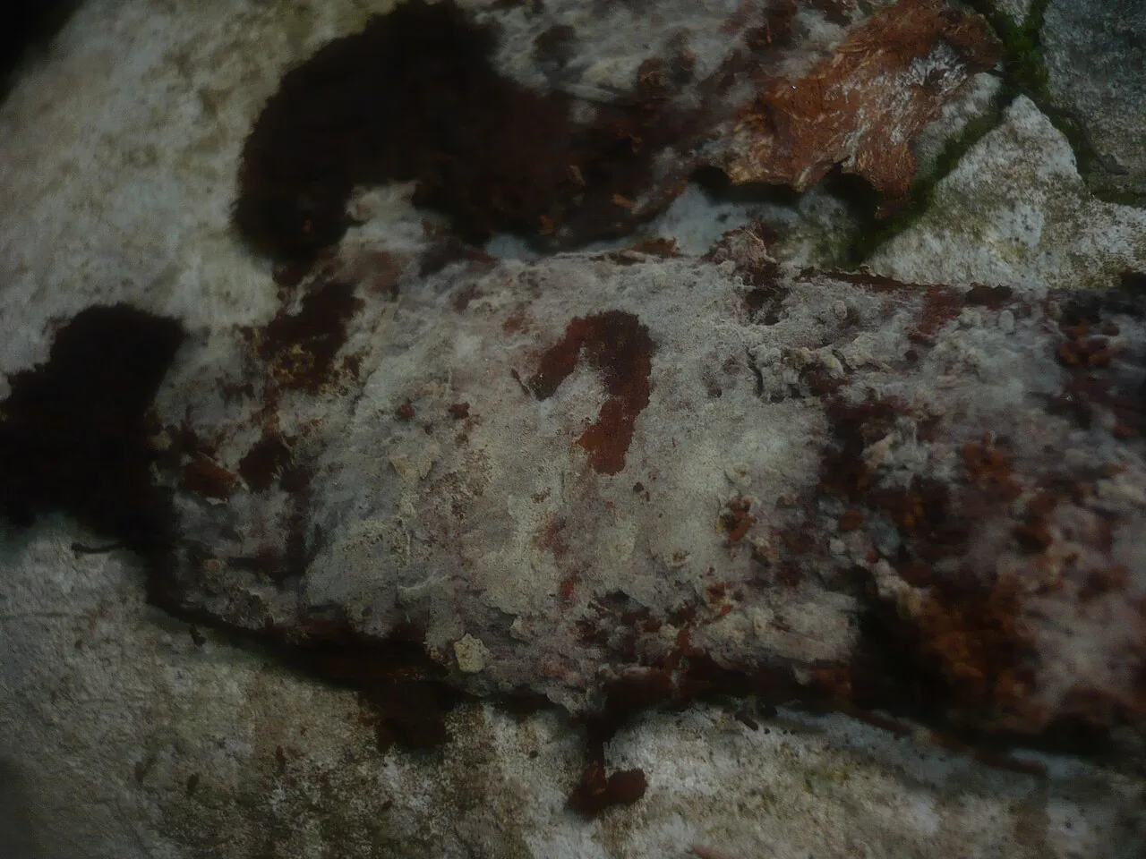 Botryobasidium flavescens (Botryobasidium flavescens) — photo mycologique