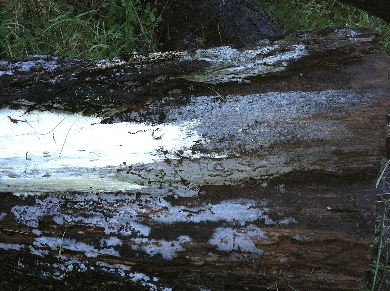 Botryobasidium longisporum (Botryobasidium longisporum) — photo mycologique