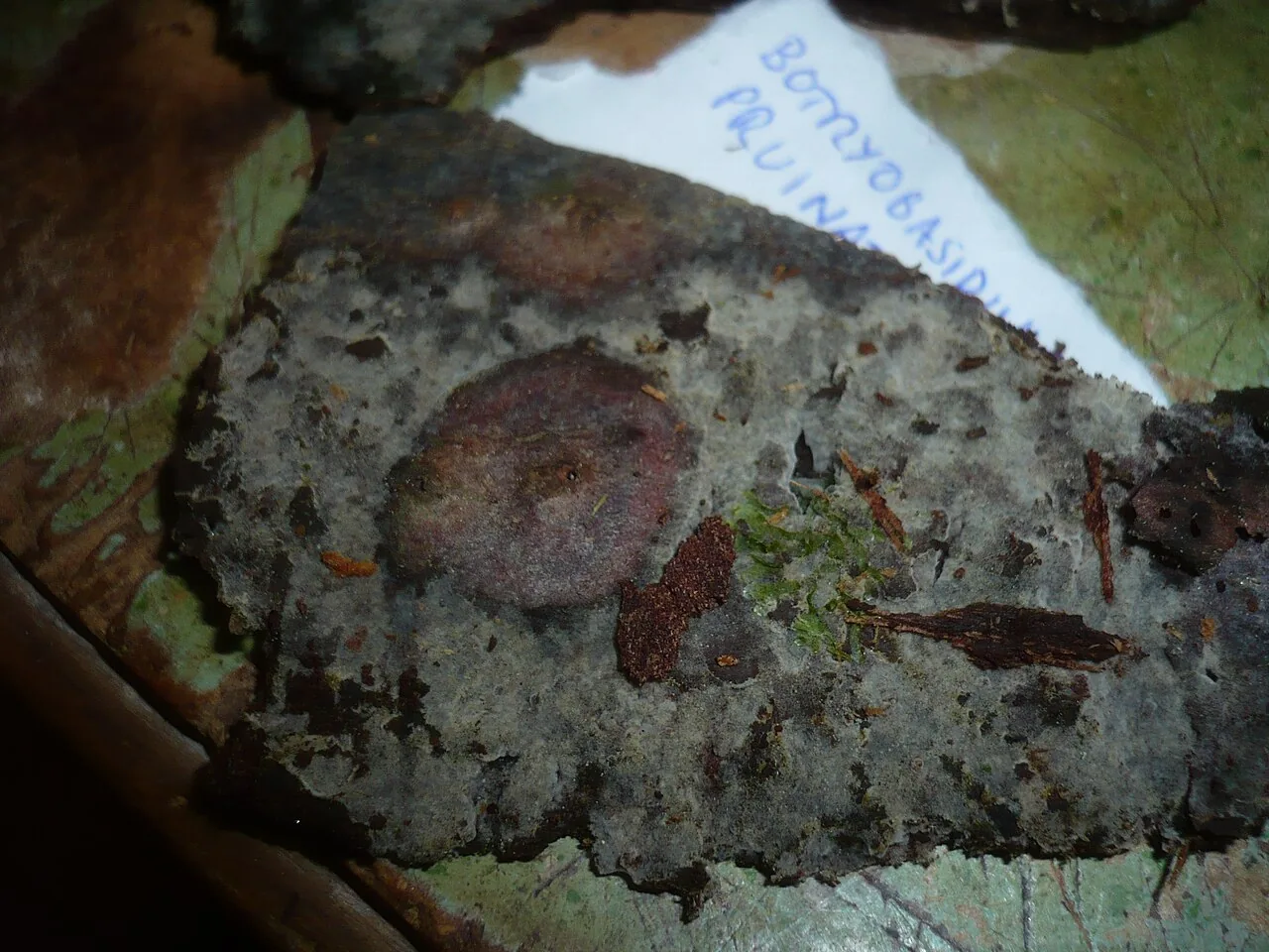 Botryobasidium pruinatum (Botryobasidium pruinatum) — photo mycologique