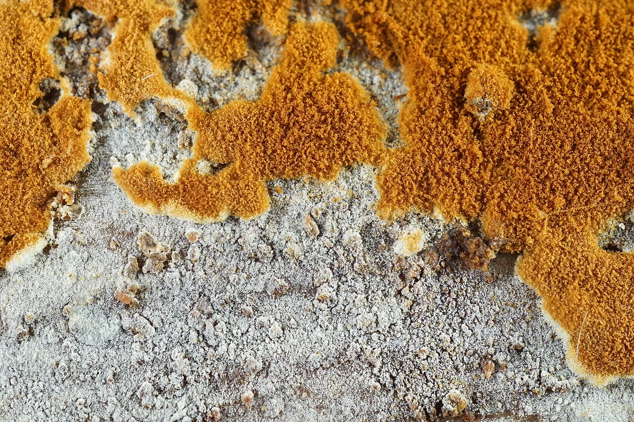 Botryobasidium simile (Botryobasidium simile) — photo mycologique