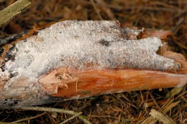 Botryobasidium vagum (Botryobasidium vagum) — photo mycologique
