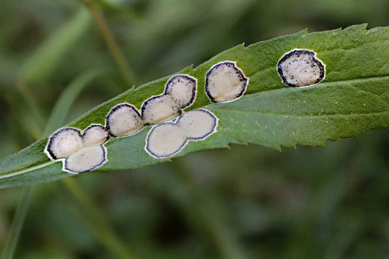 Botryosphaeria dothidea (Botryosphaeria dothidea) — photo mycologique