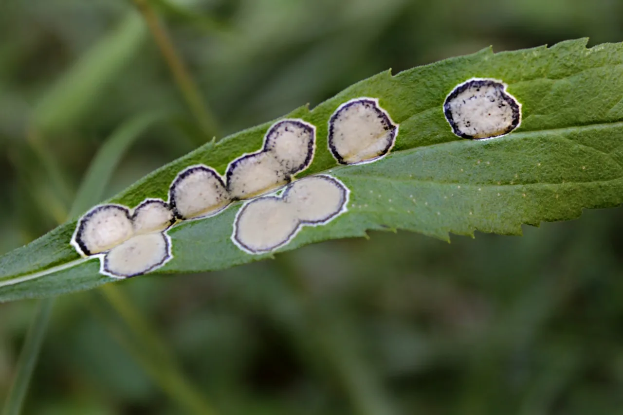 Botryosphaeria marconii (Botryosphaeria marconii) — photo mycologique