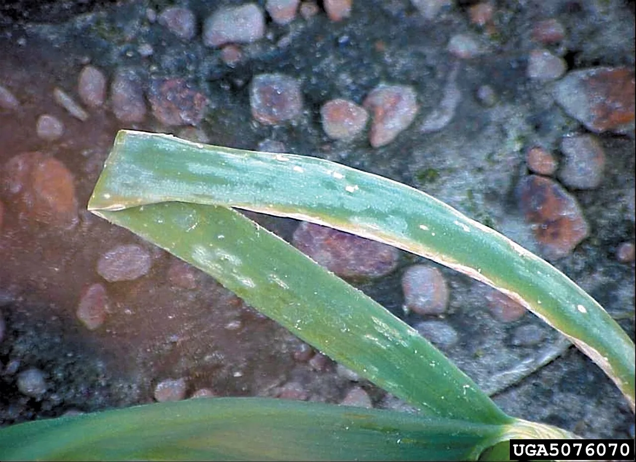 Botryotinia squamosa (Botryotinia squamosa) — photo mycologique