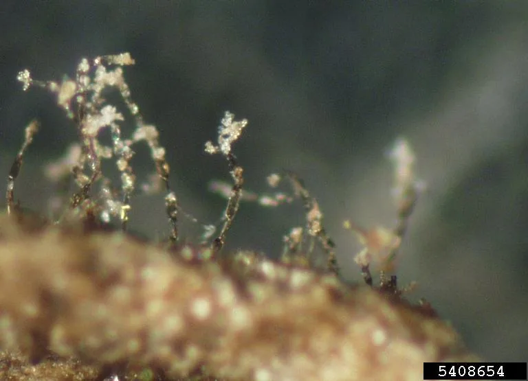 Botrytis elliptica (Botrytis elliptica) — photo mycologique