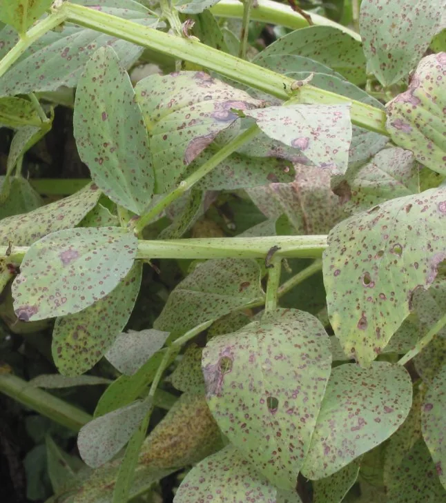 Botrytis pseudocinerea (Botrytis pseudocinerea) — photo mycologique