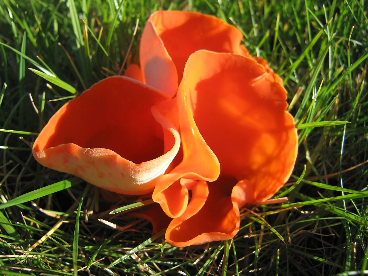Boubovia ascoboloides (Boubovia ascoboloides) — photo mycologique