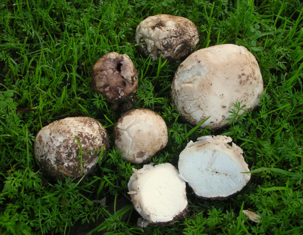 Bovista aenea (Bovista aenea) — photo mycologique