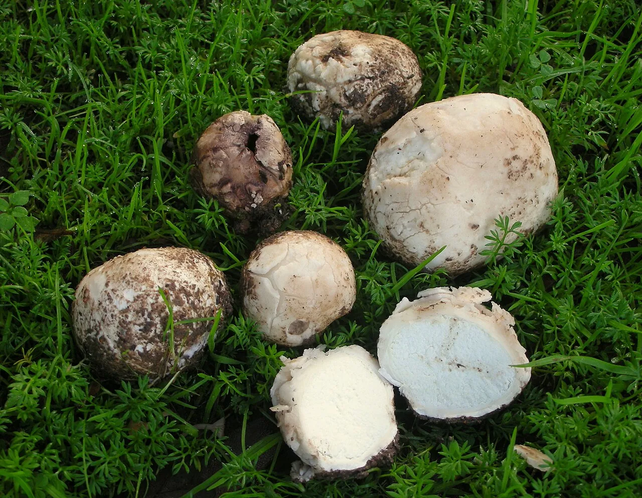 Bovista plumbea (Bovista plumbea) — photo mycologique