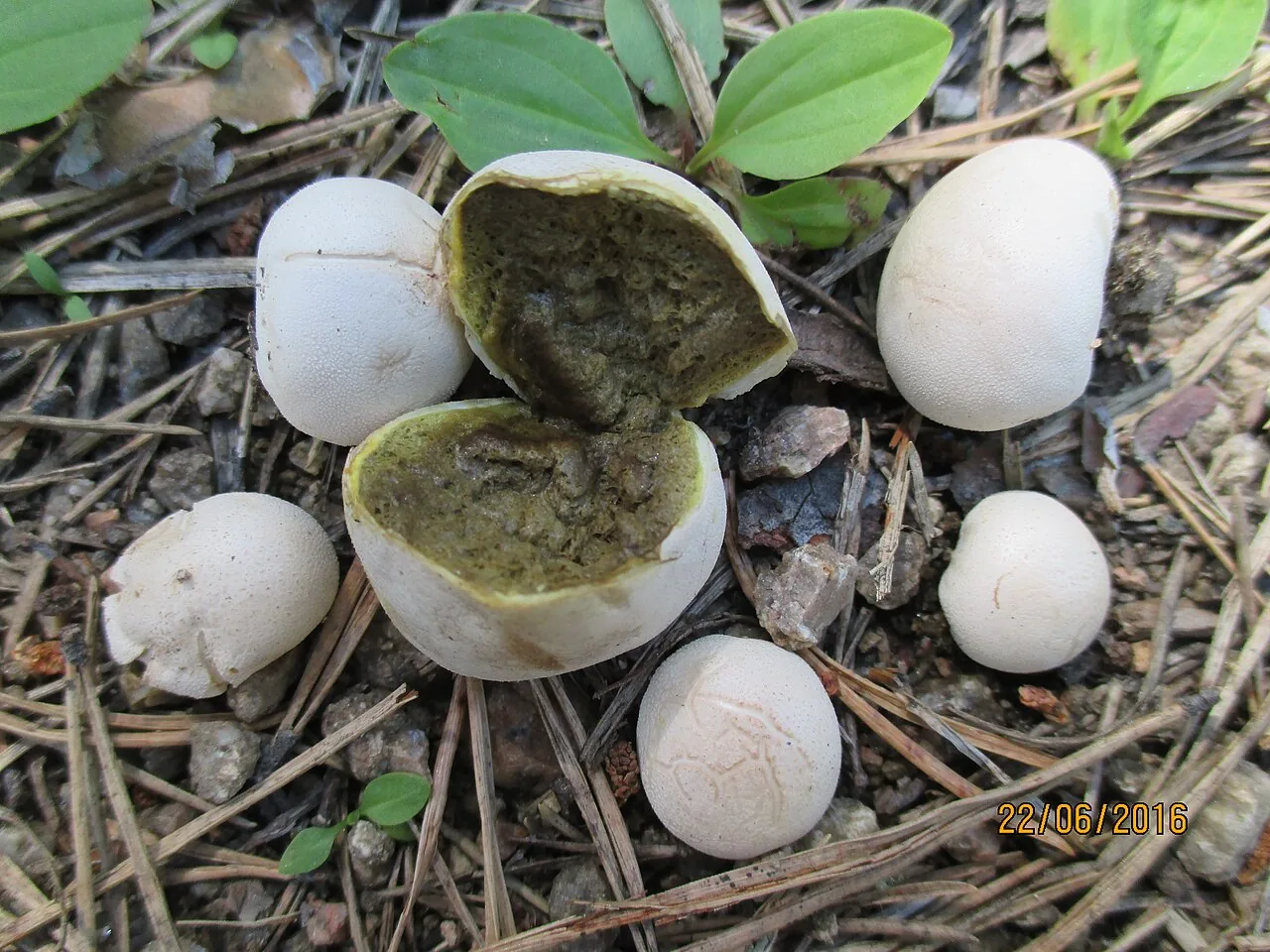 Bovista pusilla (Bovista pusilla) — photo mycologique