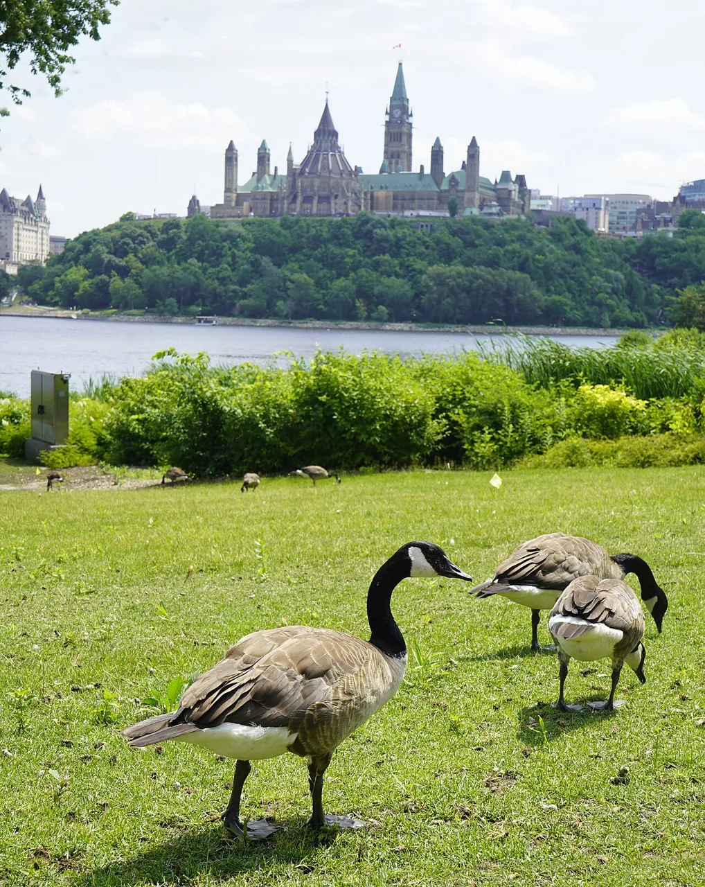 Bernache du Canada (Branta canadensis) — photo vertébré