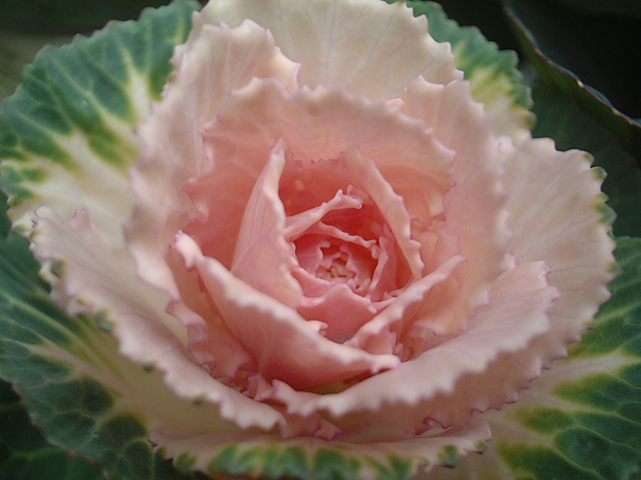 Chou / Moutarde (Brassica) — photo botanique