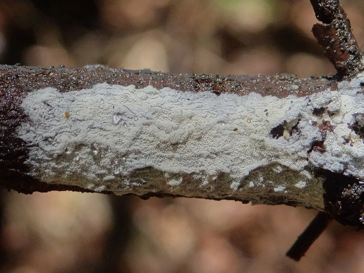 Brevicellicium molle (Brevicellicium molle) — photo mycologique