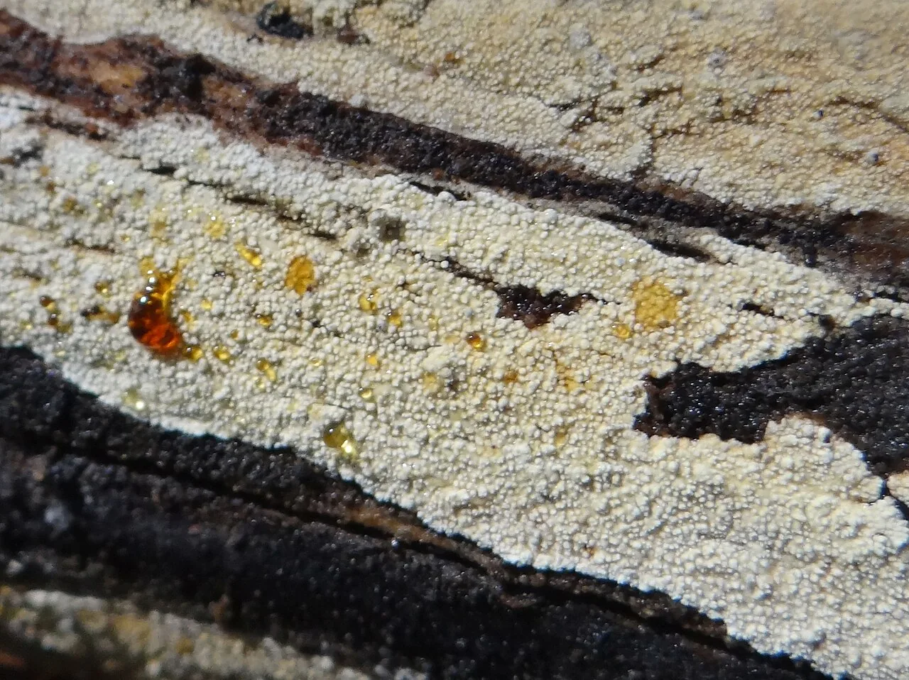 Brevicellicium olivascens (Brevicellicium olivascens) — photo mycologique