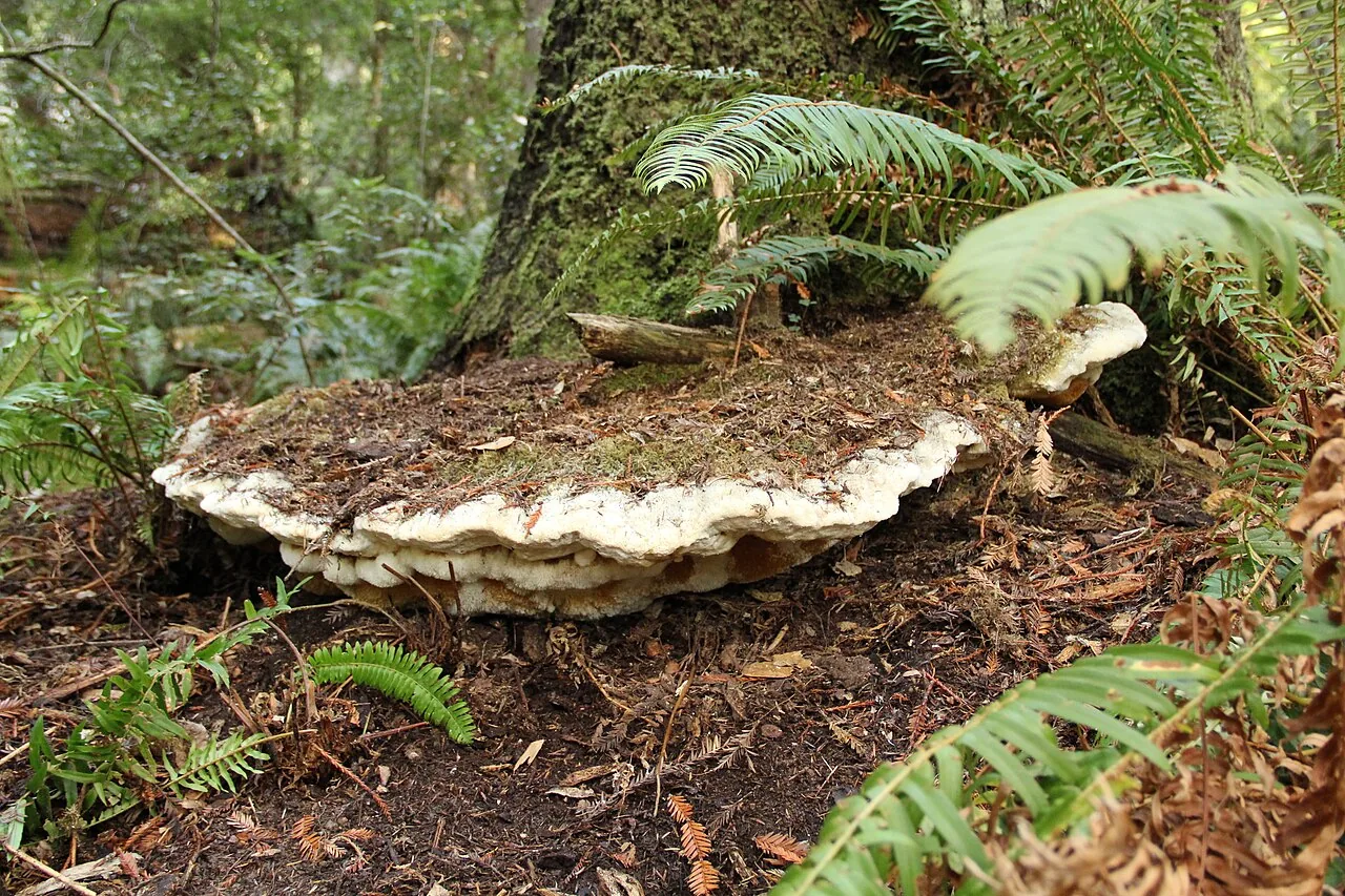 Bridgeoporus nobilissimus (Bridgeoporus nobilissimus) — photo mycologique