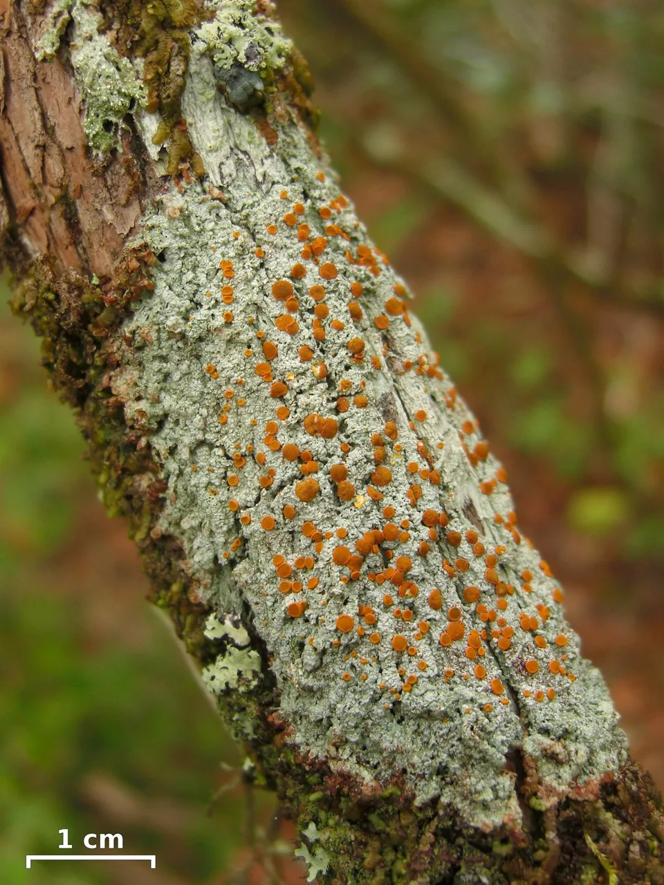 Brigantiaea microcarpa (Brigantiaea microcarpa) — photo mycologique