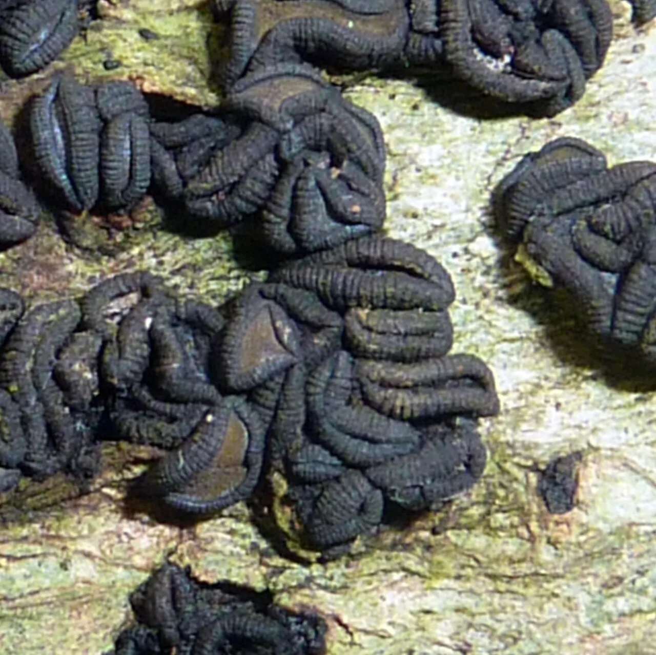 Brunaudia phormigena (Brunaudia phormigena) — photo mycologique