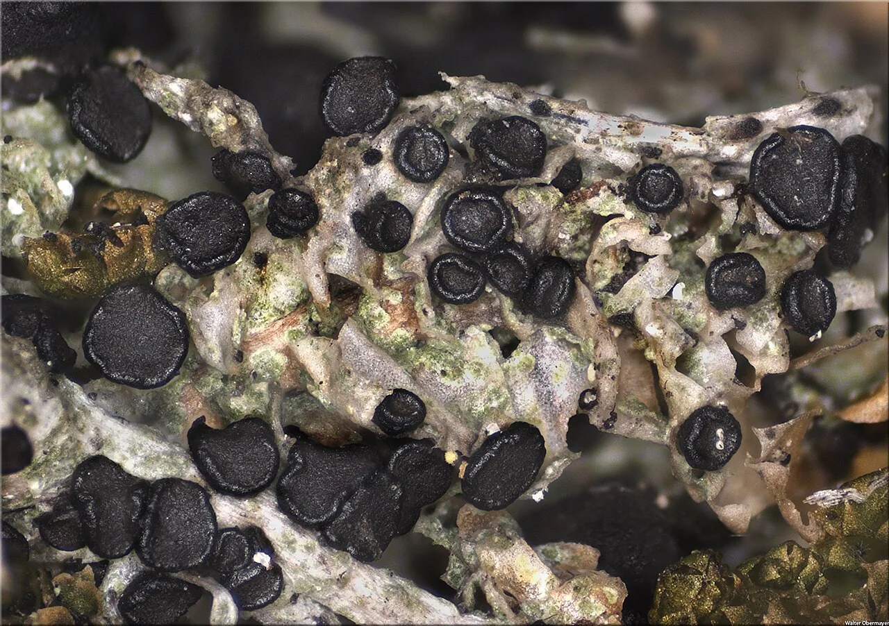 Bryobilimbia ahlesii (Bryobilimbia ahlesii) — photo mycologique