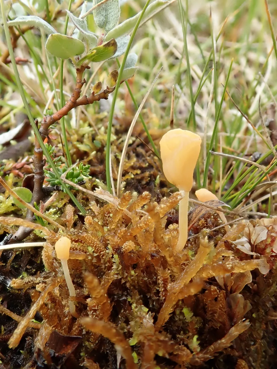 Bryoglossum gracile (Bryoglossum gracile) — photo mycologique