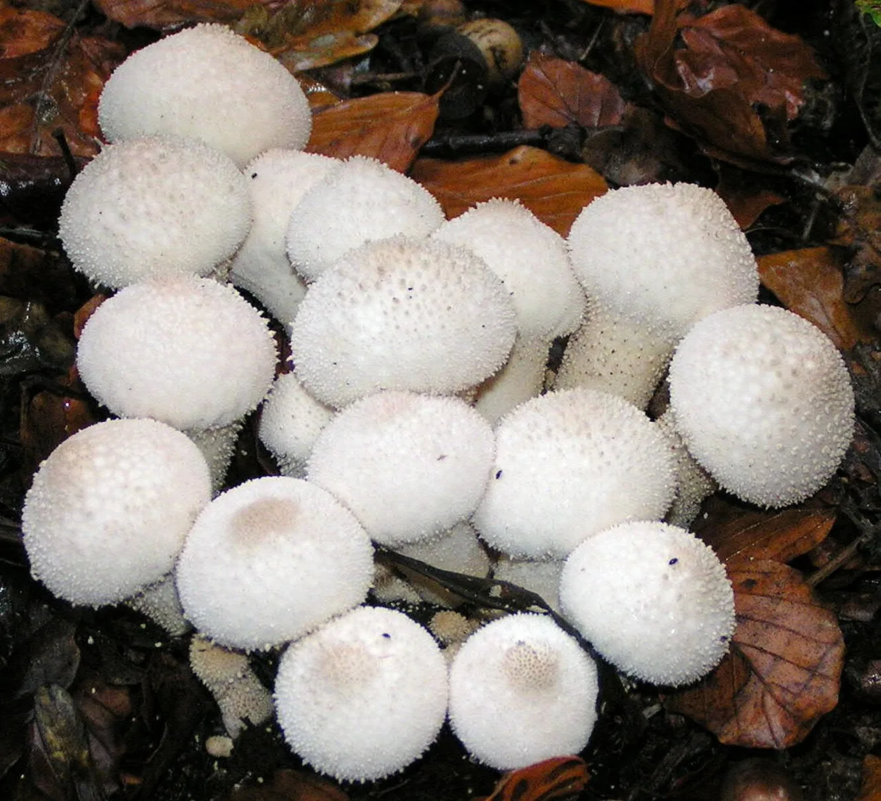 Bryoperdon acuminatum (Bryoperdon acuminatum) — photo mycologique