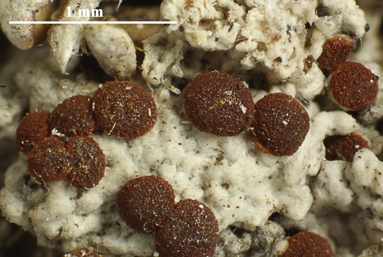 Bryoplaca sinapisperma (Bryoplaca sinapisperma) — photo mycologique