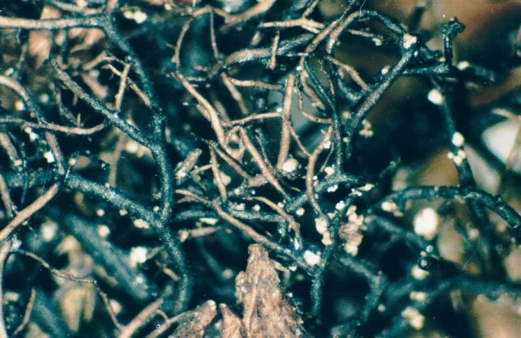Bryoria cervinula (Bryoria cervinula) — photo mycologique