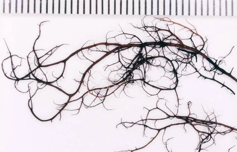 Bryoria nitidula (Bryoria nitidula) — photo mycologique