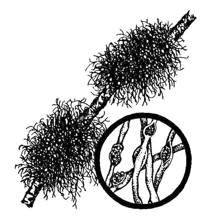 Bryoria simplicior (Bryoria simplicior) — photo mycologique