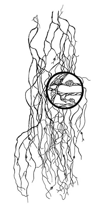 Bryoria subcana (Bryoria subcana) — photo mycologique