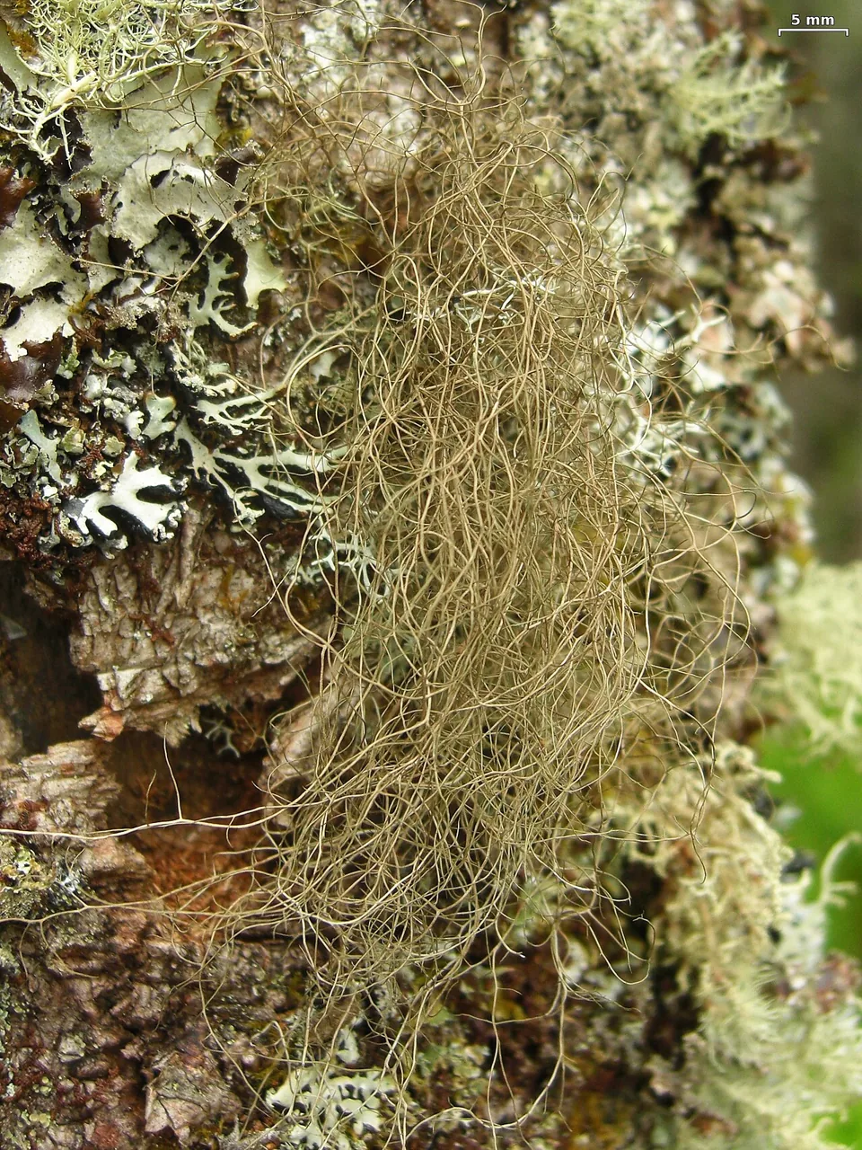 Bryoria tenuis (Bryoria tenuis) — photo mycologique