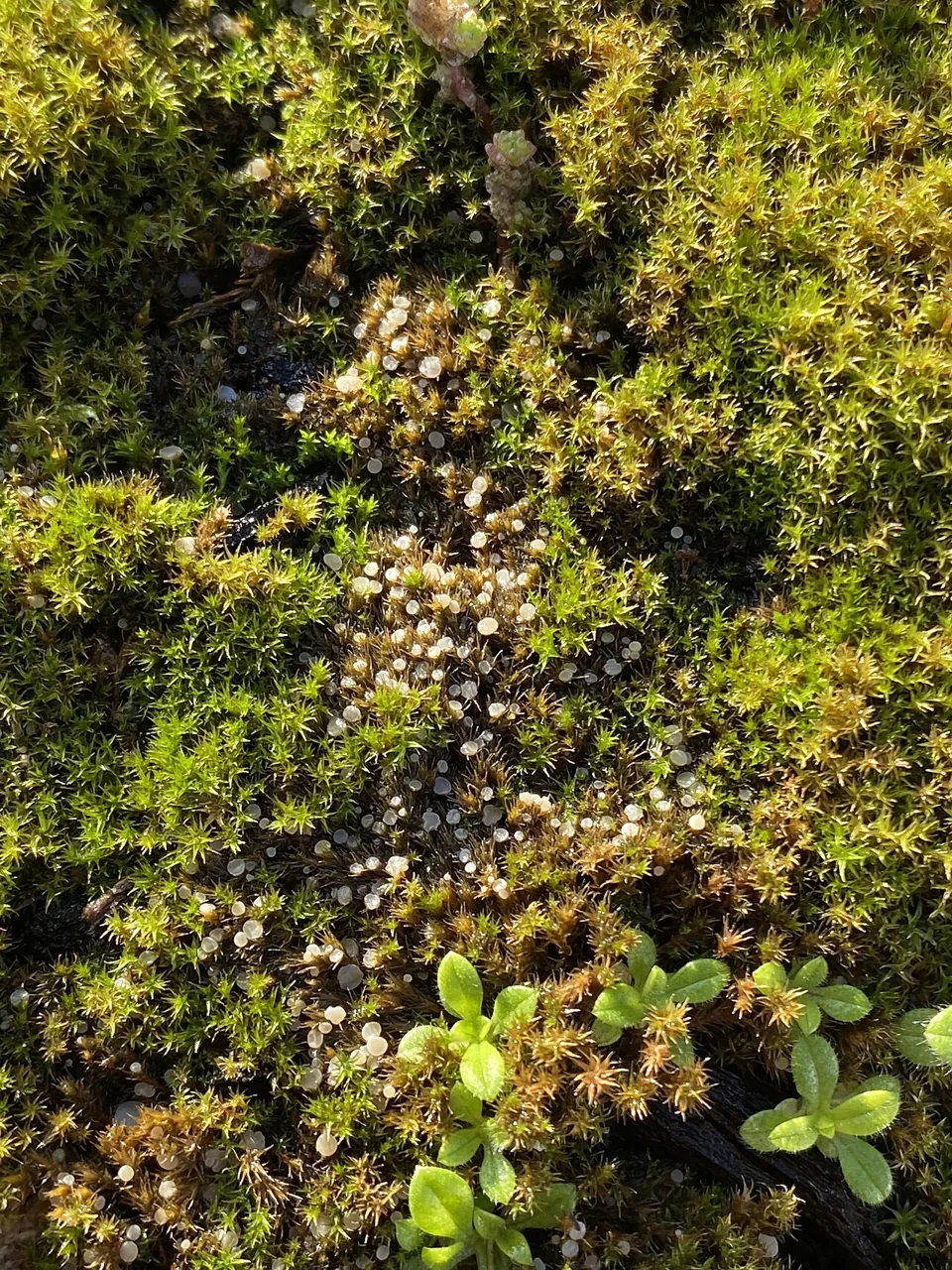 Bryoscyphus conocephali (Bryoscyphus conocephali) — photo mycologique