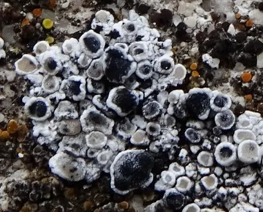 Bryostigma muscigenum (Bryostigma muscigenum) — photo mycologique