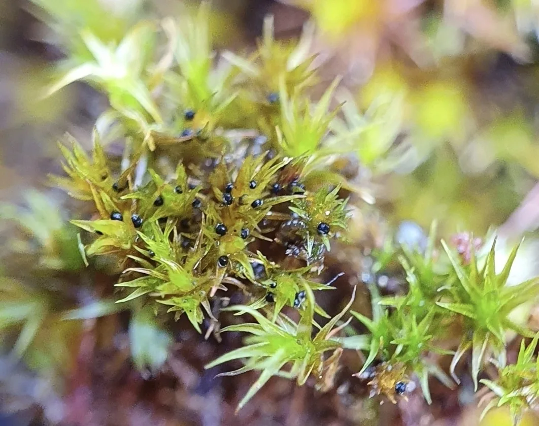 Bryostroma popei (Bryostroma popei) — photo mycologique