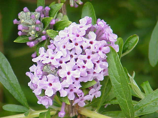 Arbre aux papillons (Buddleja) — photo botanique