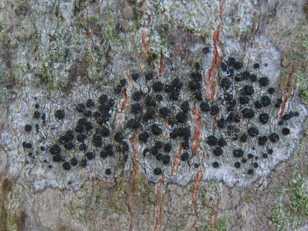 Buellia arborea (Buellia arborea) — photo mycologique