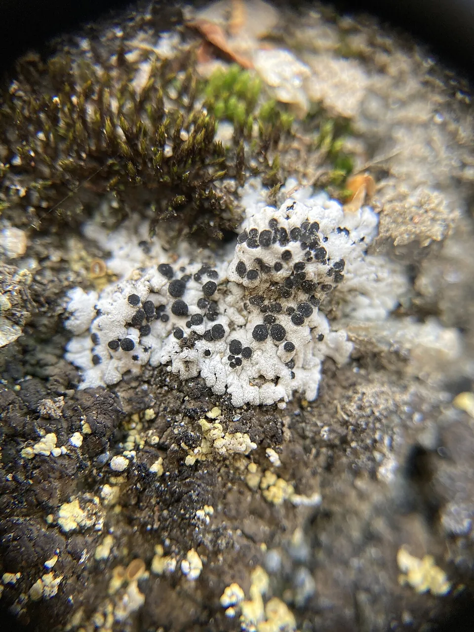 Buellia asterella (Buellia asterella) — photo mycologique
