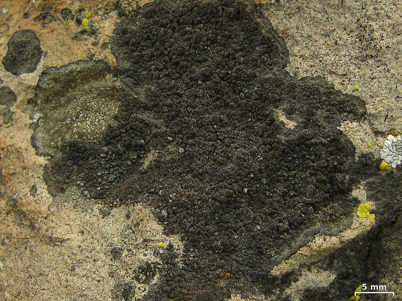 Buellia badia (Buellia badia) — photo mycologique