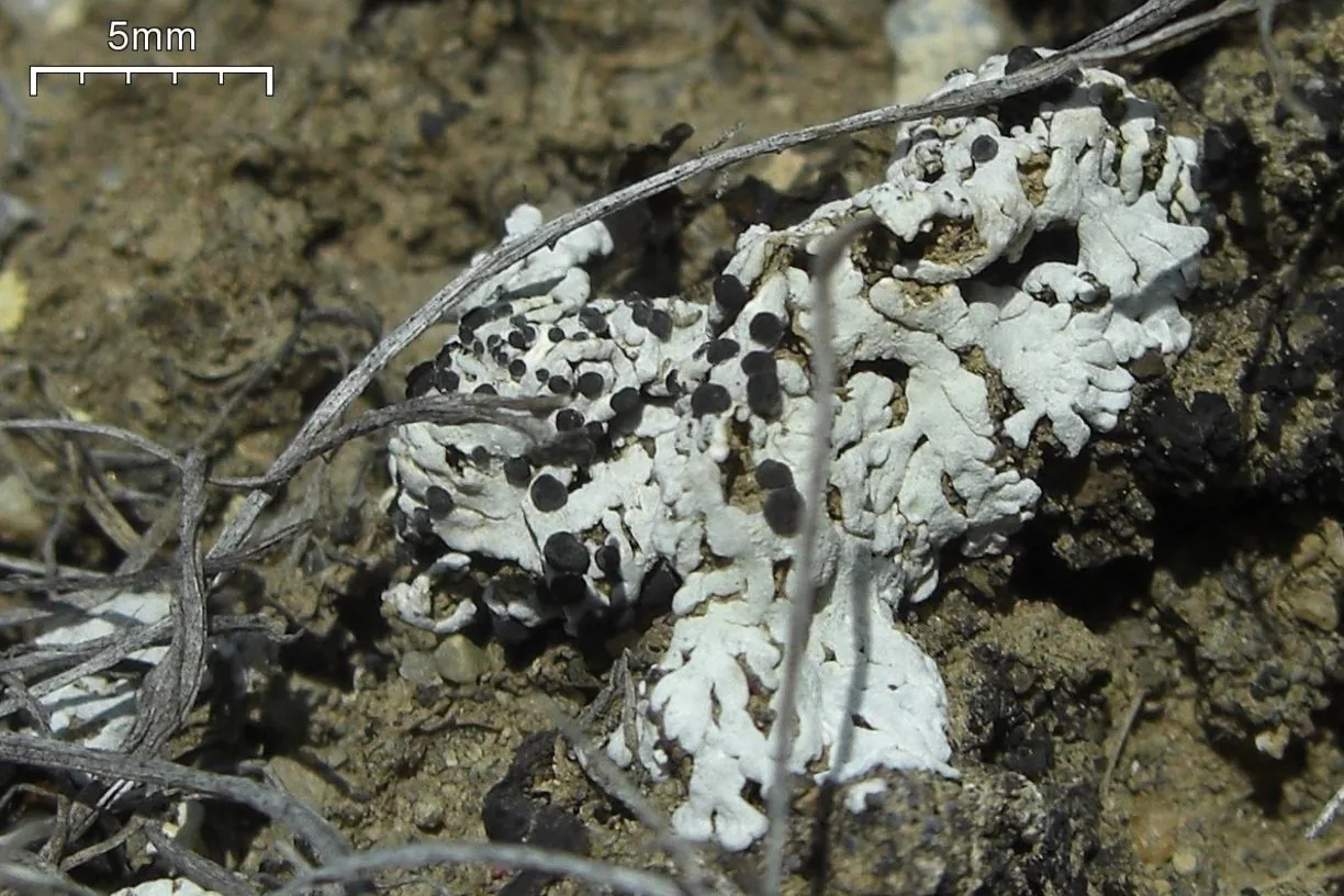 Buellia elegans (Buellia elegans) — photo mycologique