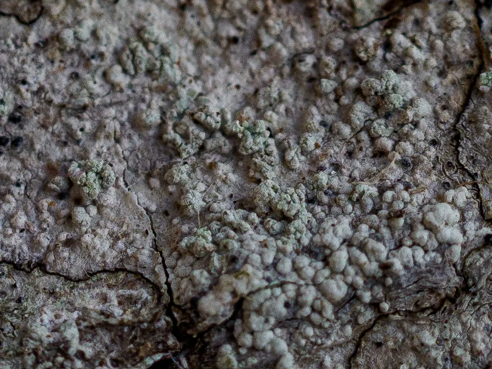 Buellia griseovirens (Buellia griseovirens) — photo mycologique