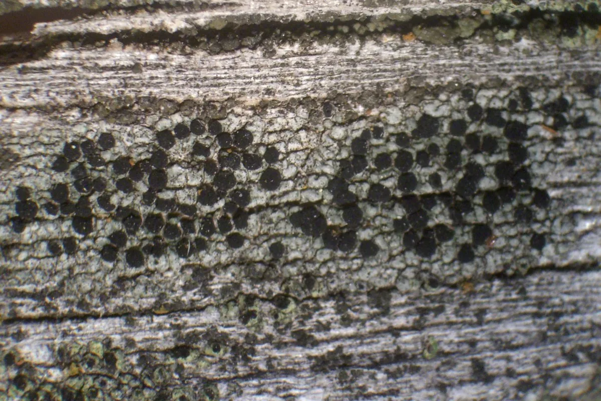 Buellia subnexa (Buellia subnexa) — photo mycologique