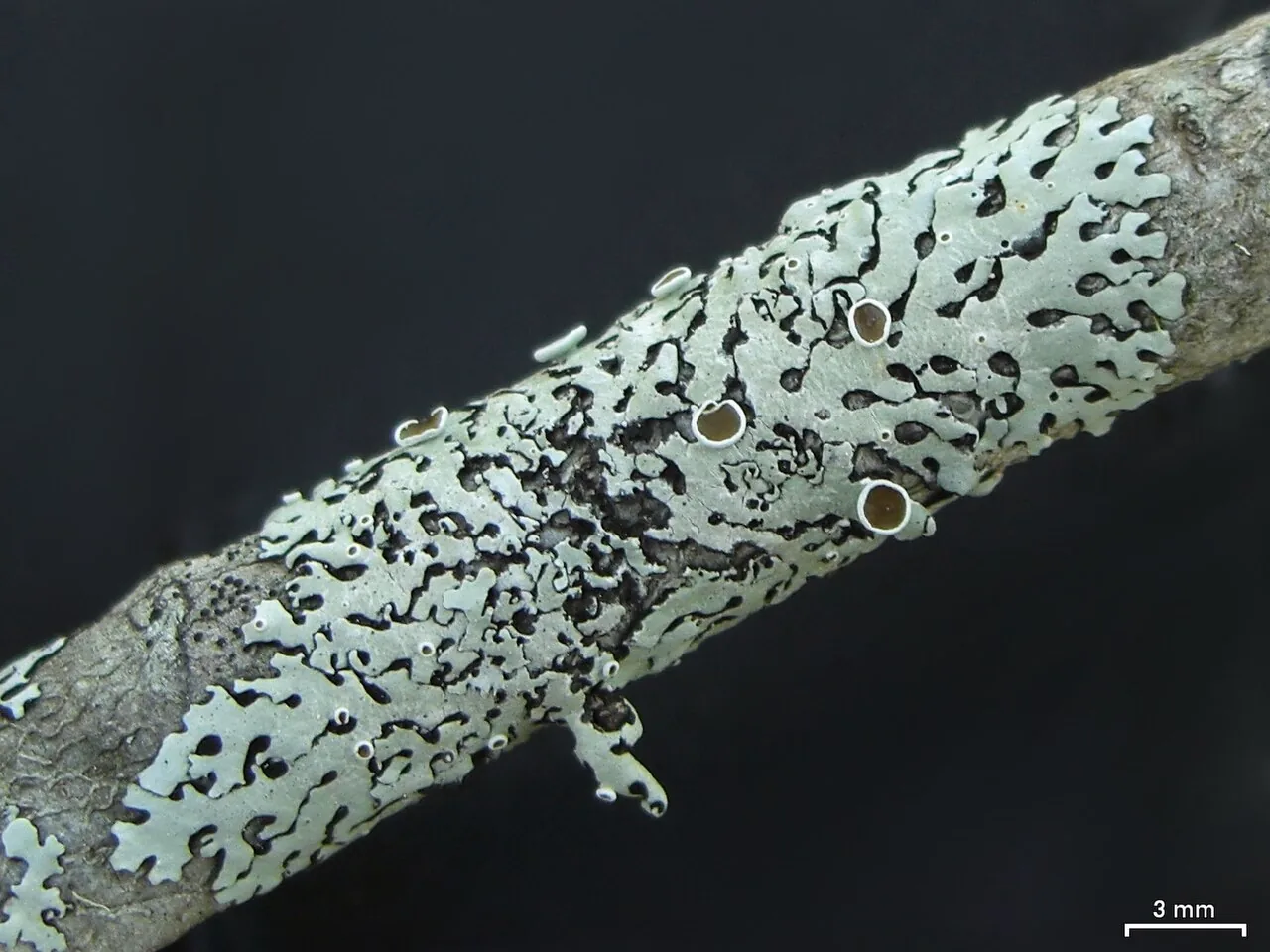 Bulbothrix confoederata (Bulbothrix confoederata) — photo mycologique