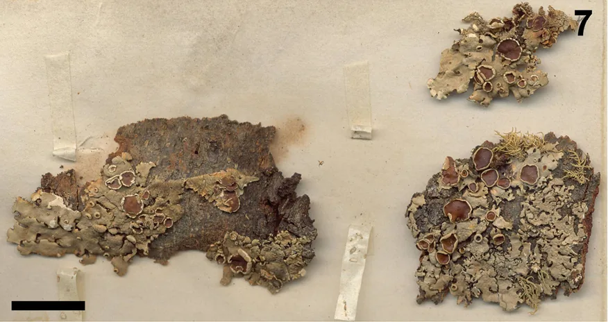 Bulbothrix hypocraea (Bulbothrix hypocraea) — photo mycologique