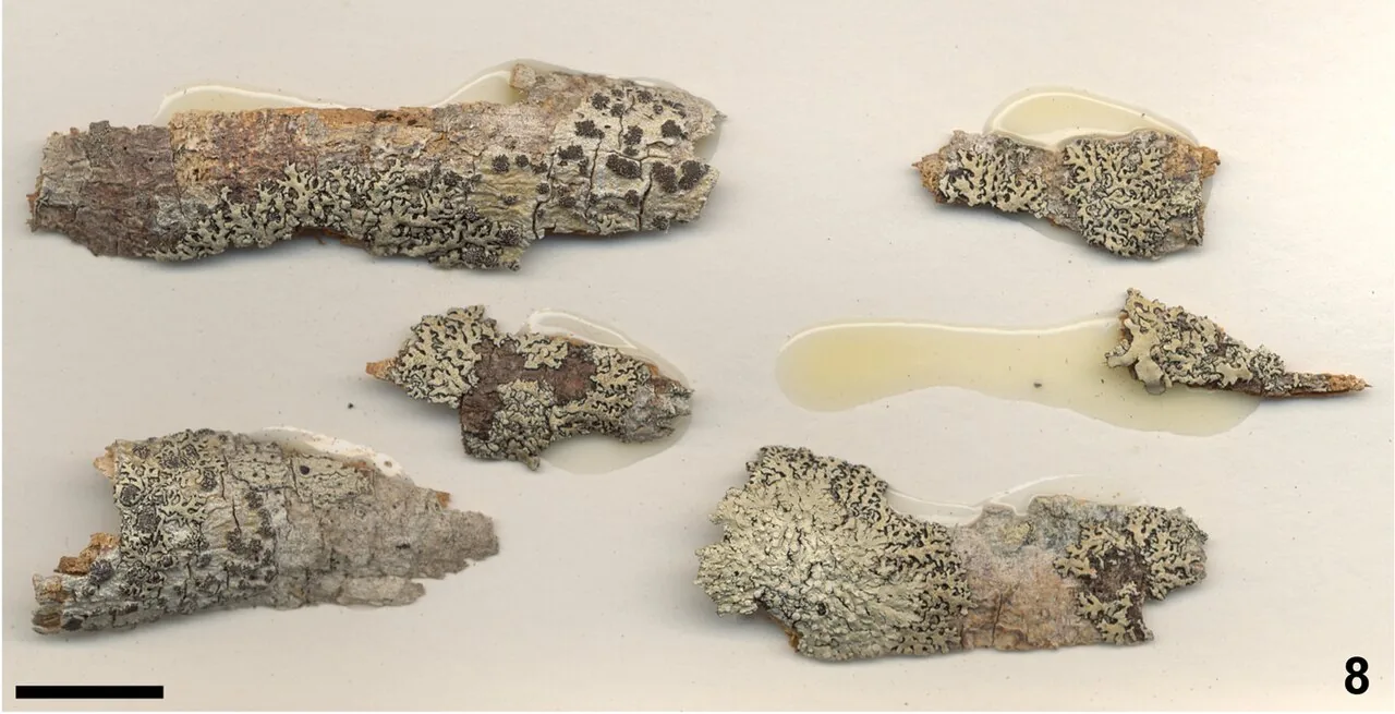 Bulbothrix suffixa (Bulbothrix suffixa) — photo mycologique