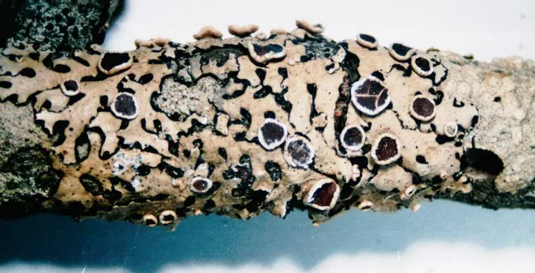 Bulbothrix tabacina (Bulbothrix tabacina) — photo mycologique
