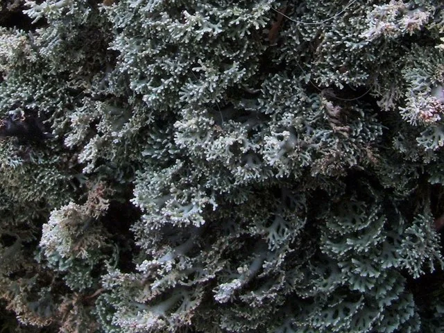 Bunodophoron insigne (Bunodophoron insigne) — photo mycologique