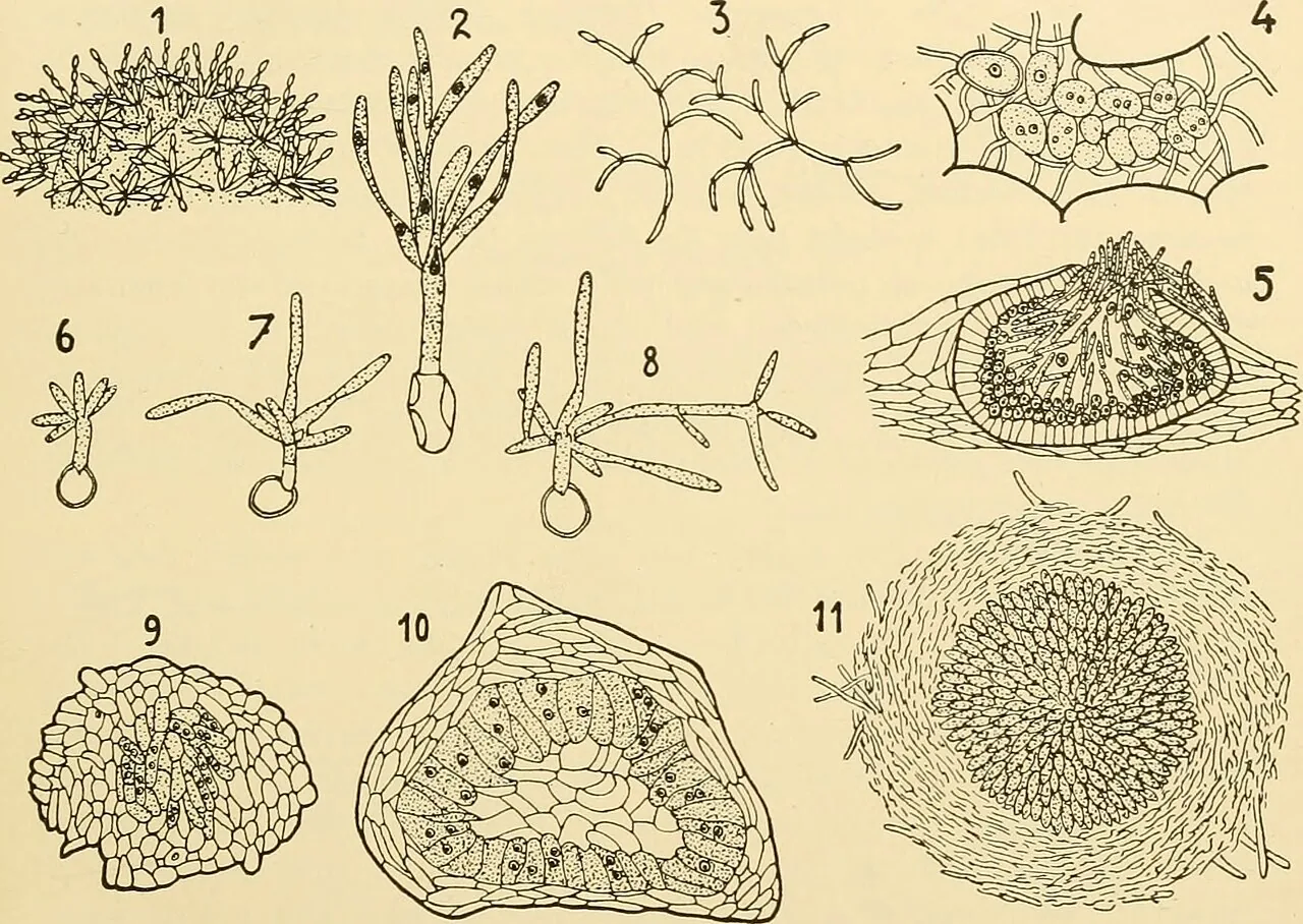 Burrillia echinodori (Burrillia echinodori) — photo mycologique