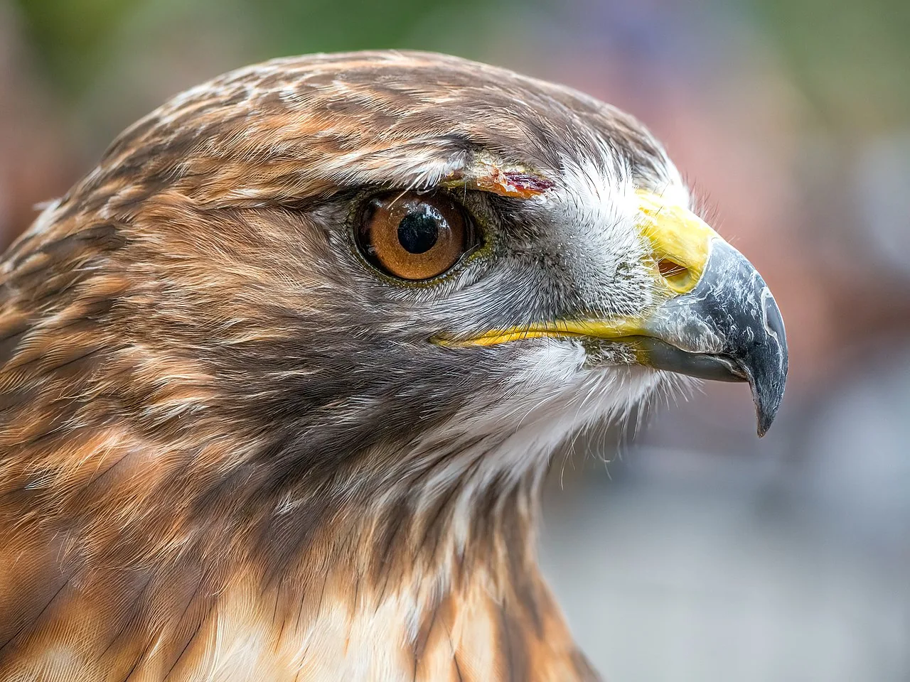 Buse à queue rousse (Buteo jamaicensis) — photo vertébré
