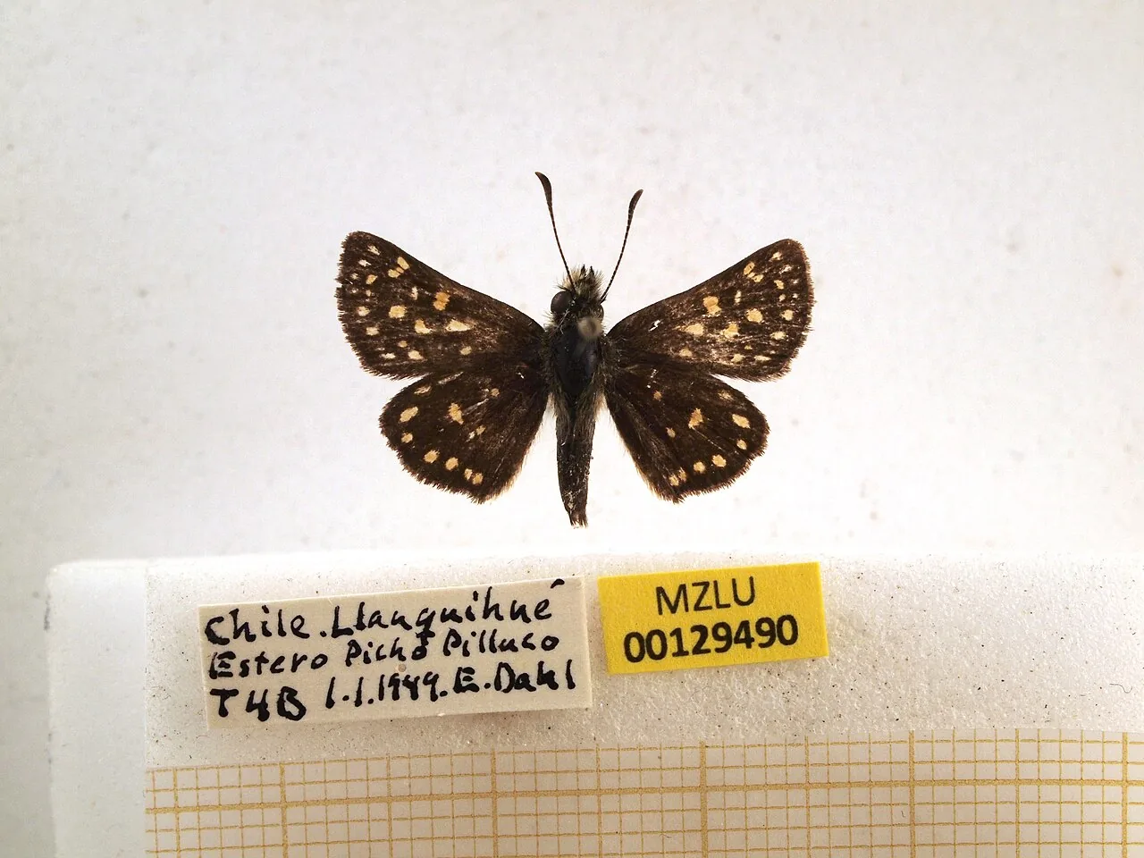 Butleria inaghatahanii (Butleria inaghatahanii) — photo mycologique